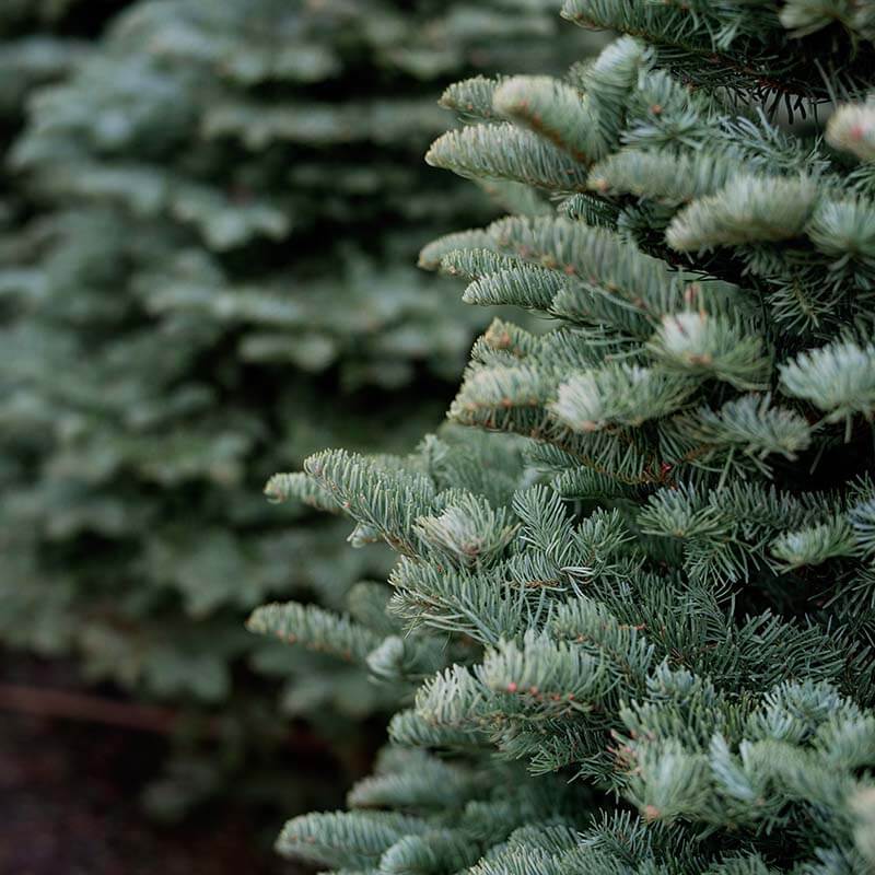 Christmas Tree Farm 1