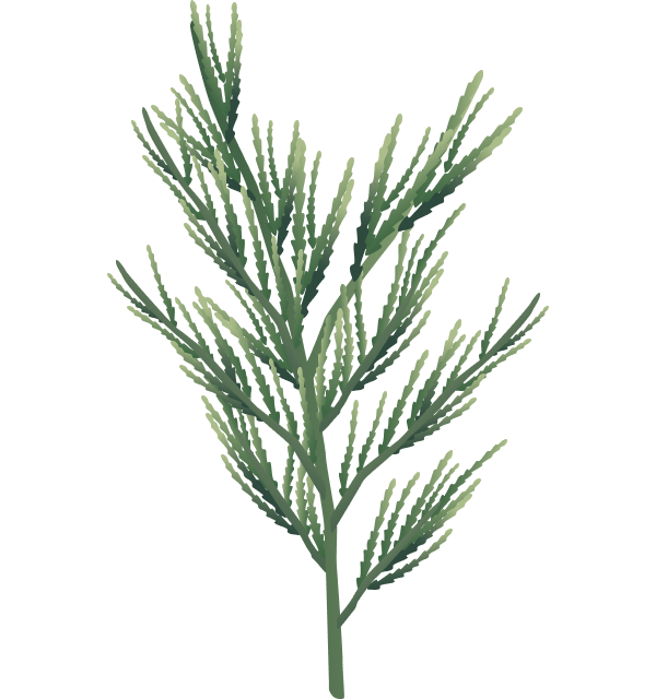 Christmass Illustration 03b@2x