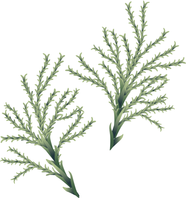 Christmass Illustration 06b@2x